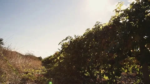 Vineyard tabletop design. Wine background. Autumn design with vineyard and empty Stock Footage 69223523