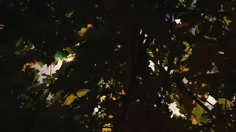 Vineyard tabletop design. Wine background. Autumn design with vineyard and empty Stock Footage 69223559