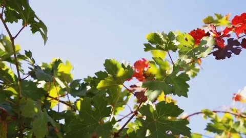 Vineyard tabletop design. Wine background. Autumn design with vineyard and empty Stock Footage 69223680