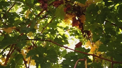 Vineyard tabletop design. Wine background. Autumn design with vineyard and empty Stock Footage 69223811