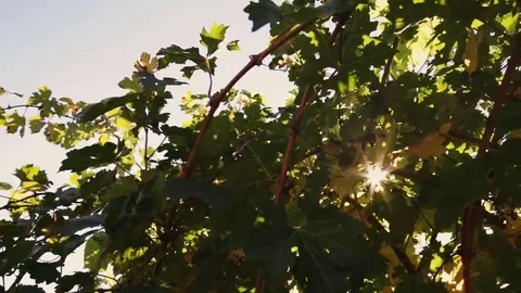 Vineyard tabletop design. Wine background. Autumn design with vineyard and empty Stock Footage 69224118