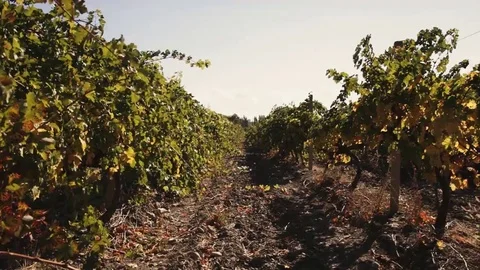 Vineyard tabletop design. Wine background. Autumn design with vineyard and empty Stock Footage 69224406