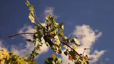 Vineyard tabletop design. Wine background. Autumn design with vineyard and empty Stock Footage 69224718
