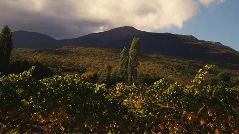 Vineyard tabletop design. Wine background. Autumn design with vineyard and empty Stock Footage 69224947
