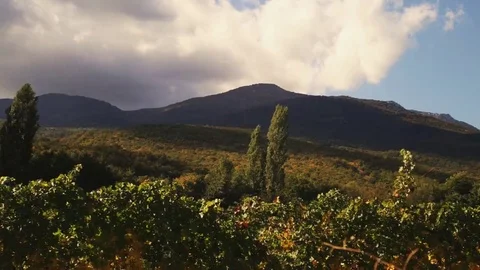 Vineyard tabletop design. Wine background. Autumn design with vineyard and empty Stock Footage 69225195