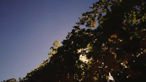 Vineyard tabletop design. Wine background. Autumn design with vineyard and empty Stock Footage 69225358