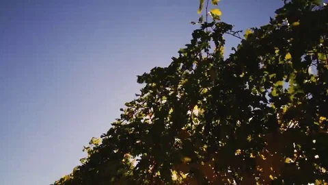 Vineyard tabletop design. Wine background. Autumn design with vineyard and empty Stock Footage 69225485