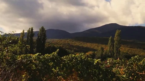 Vineyard tabletop design. Wine background. Autumn design with vineyard and empty Stock Footage 69225567