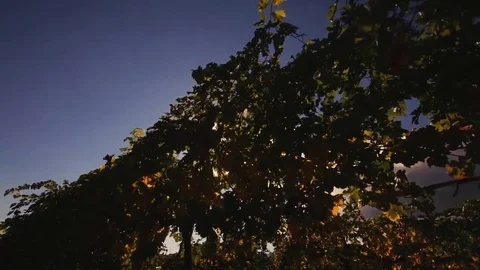 Vineyard tabletop design. Wine background. Autumn design with vineyard and empty Stock Footage 69225620