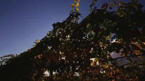 Vineyard tabletop design. Wine background. Autumn design with vineyard and empty Stock Footage 69225764