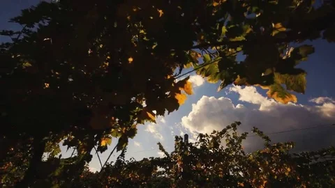 Vineyard tabletop design. Wine background. Autumn design with vineyard and empty Stock Footage 69225885