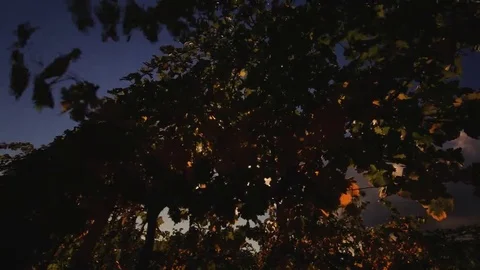 Vineyard tabletop design. Wine background. Autumn design with vineyard and empty Stock Footage 69225944