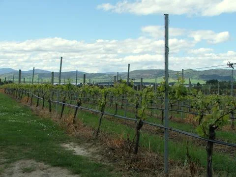 Vineyard at a Tasmanian winery Stock Photos