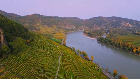 Vineyard terrace and Danube river valley landscape in Wachau Austria at autumn Stock Footage 342212114