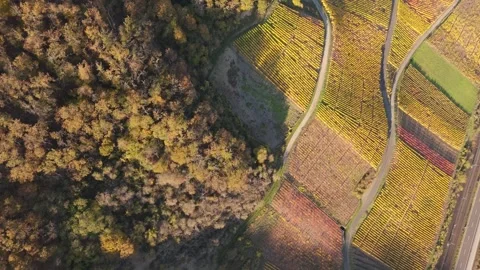 Vineyard Terrace Switchback Path Aerial Close Up Boppard Germany Vídeo Stock 338409596