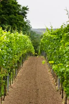 Vineyard through shot Stock Photos