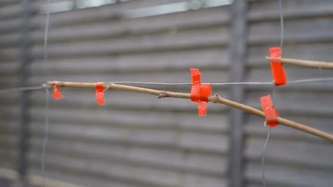 Vineyard tied up with red ties after winter using a stapler, close-up. smooth Stock Footage 310167648