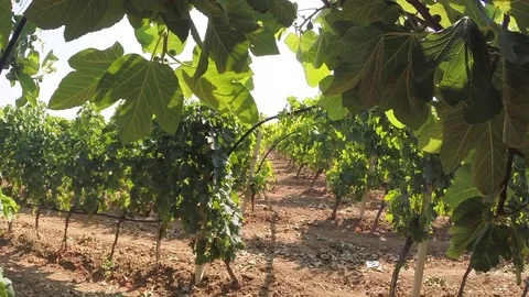 Vineyard tilt shot Stock Footage 77248002