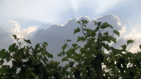 Vineyard timelapse Stock Footage 520323