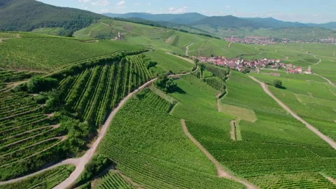 Vineyard top view, grape plants arranged in even stripes. Stock Footage 165452401