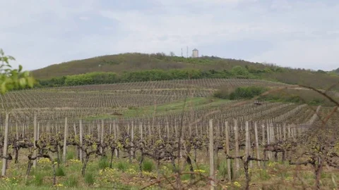 Vineyard - tower on the hill in the background Stock-Footage 80868315
