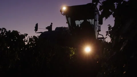 Vineyard tractor operation at dusk for effective grape harvesting Stock Footage 321367421
