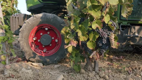 Vineyard tractor wheels harvesting grapes in sunny fields of autumn Stock Footage 321401663