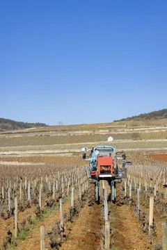 Vineyard tractor working between grapevines in Beaune, Bourgogne Foto stock