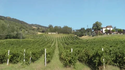 Vineyard in the Trebbia valley Stock Footage 152905511