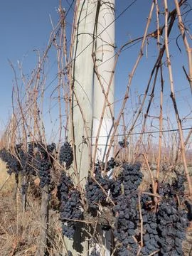 Vineyard trellis Foto stock