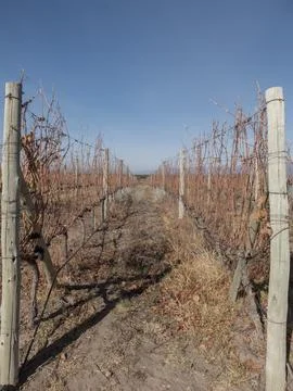 Vineyard trellis Foto stock