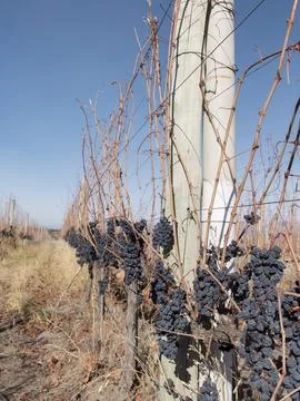 Vineyard trellis Foto stock