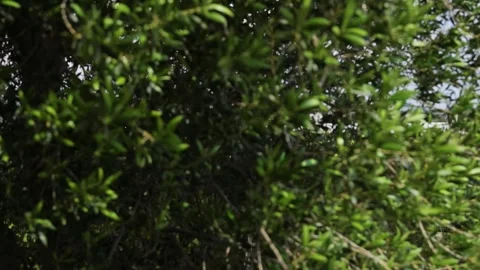 Vineyard Trellis System Greenery Partially Obscured Tree Branches Queretaro Stock Footage 345440060