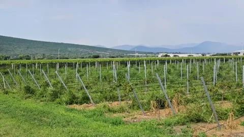 Vineyard Trellis System Young Grapevines Central Queretaro Wine Region Stock Footage 345440088