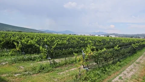 Vineyard Trellises Netting Across Rolling Countryside Queretaro Wine Region Stock Footage 345440147