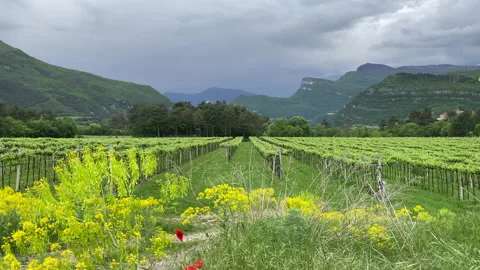 Vineyard in Trentino springtime Stock Footage 154558461