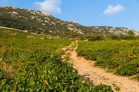 Vineyard at Trstenik Stock Photos