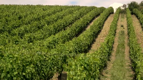 Vineyard in Tuscany Stock Footage 40103422