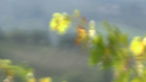 Vineyard in Tuscany Stock Footage 92499216