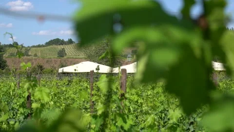 Vineyard in Tuscany Vídeo Stock 197630795