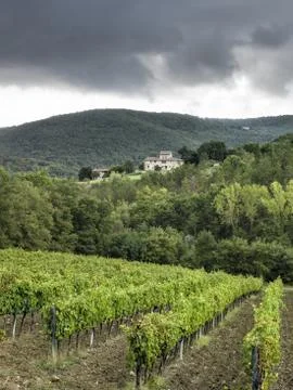 Vineyard in tuscany Stock Photos
