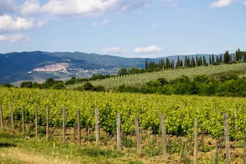 Vineyard in Tuscany Stock Photos