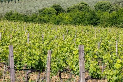 Vineyard in Tuscany Foto stock