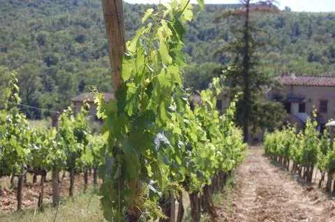 Vineyard in Tuscany Stock Photos