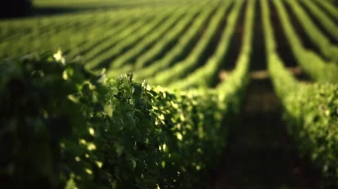 Vineyard in Tuscany. Wonderful view of countryside. Stock Footage 59643847
