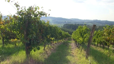 Vineyard in Tuscany1 Stock Footage 92499236