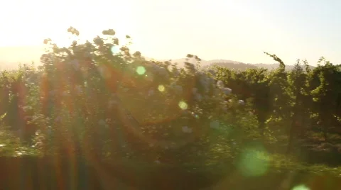 Vineyard Twilight Stock Footage 837842