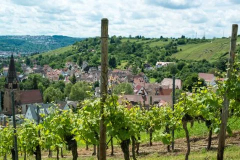 Vineyard in Uhlbach Stock Photos