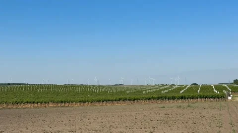 Vineyard Under Blue Sky Stock Footage 310384372