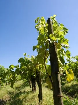 Vineyard under blue sky 스톡 사진